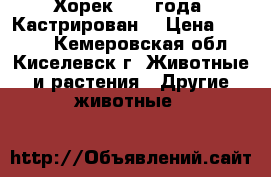 Хорек. 1.5 года. Кастрирован. › Цена ­ 2 000 - Кемеровская обл., Киселевск г. Животные и растения » Другие животные   